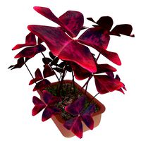Plant oxalis