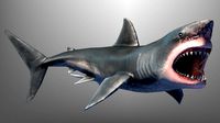 White Shark or Megalodon