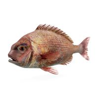 Bream fish