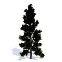 Conifer 2