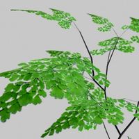 Adiantum