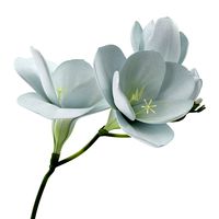 White Freesia Flower
