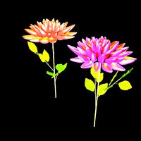 Dahlia flowers (HP)