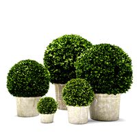 Boxwood Trees