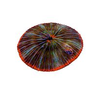 Plate Coral 02