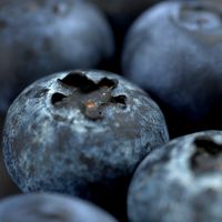 blueberry