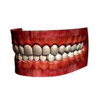 Human Teeth 2