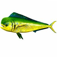 Dolphinfish male