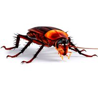 Realistic American Cockroach