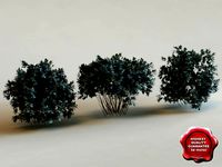3d model of shrub Conocarpus Erectus