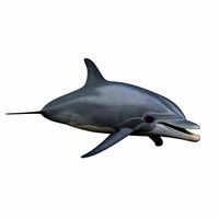 Dolphin