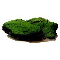 Limestone with Seaweed