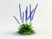 delphinium