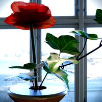 Decor Flower Poppy & Vase