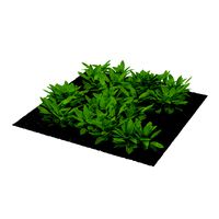 Sorrel Plants in the Garden