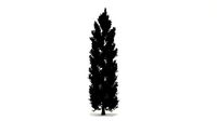 Tuscan Cypress Tree 3d Model