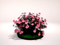 Appleblossom Groundcover Rose