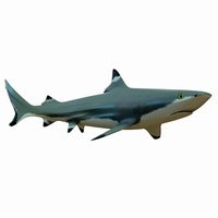 Blacktip reef shark (Carcharhinus Limbatus)