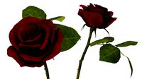 Flowers in Vases Collection 2