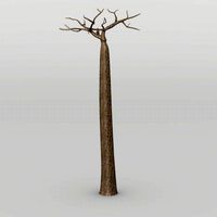 baobab