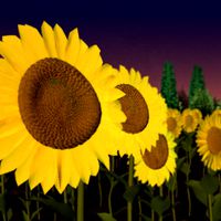 sunflower