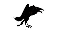 Crow or Raven or Corbie