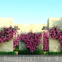 Bougainvillea 9