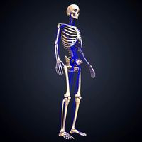Skeleton with Veins
