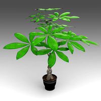 Pachira Aquatica Plant_008