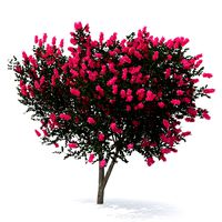 Evergreen Small Tree Myrtle