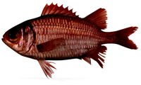Panamic Soliderfish