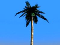 Palm Tree Low Poly