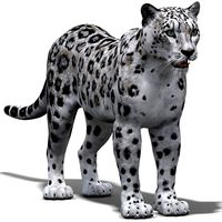 Snow Leopard