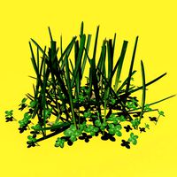 Grass & Clovers