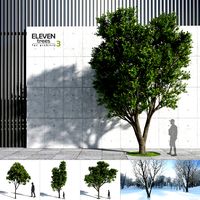 Eleven Trees 3 (+Growfx)