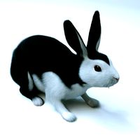 Vampire Bunny