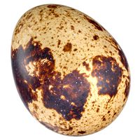 Quail Egg 02