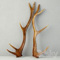 Natural Shed Deer Antlers