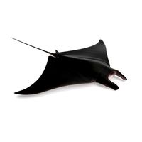 Lesser Devil Ray