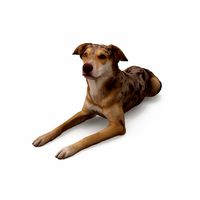 Metis Lying Dog