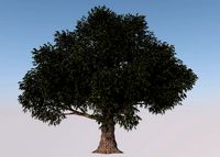 Beech tree 3d Model