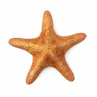 Starfish