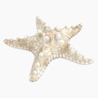 White Starfish