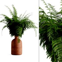Fern In Terracotta Vase
