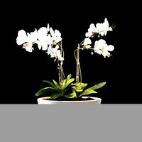 Flowers Orchid Set 02