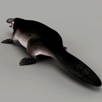 Platypus