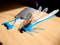 Coenagrion Lunulatum