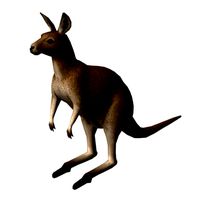 Kangaroo
