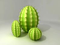Round Cactus