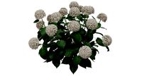 Hortensia Hydrangea Macrophylla
